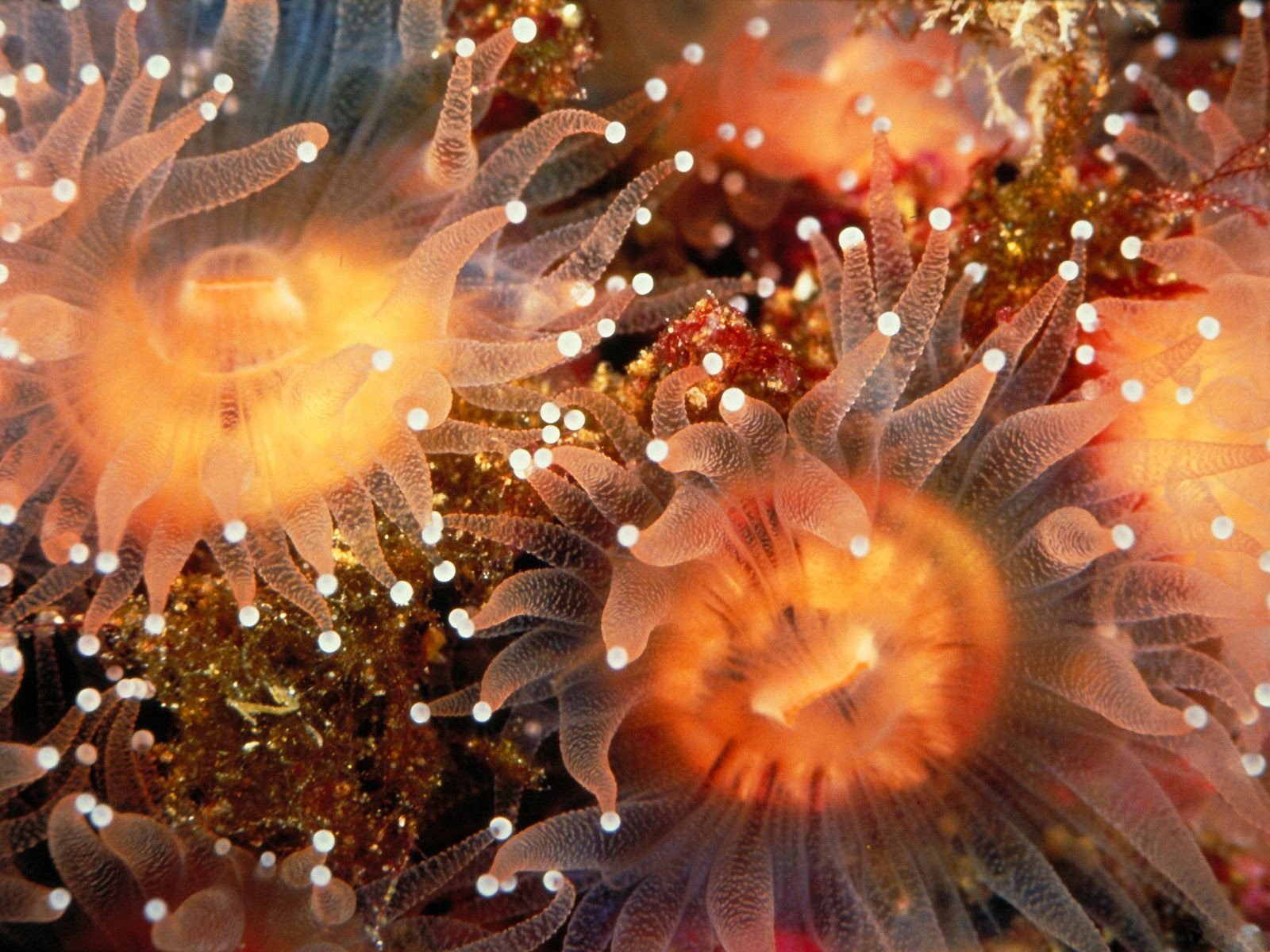 sea, Anemones, Underwater Wallpaper