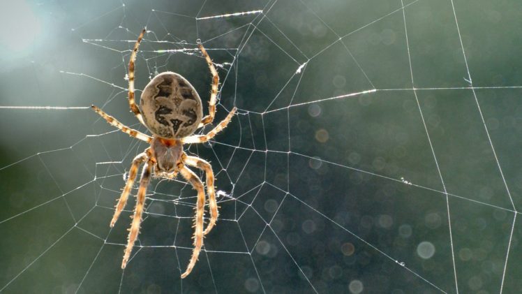 nature, Spiders HD Wallpaper Desktop Background