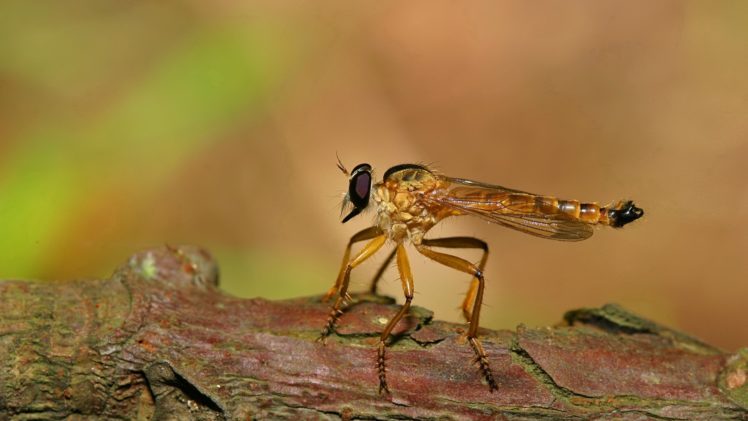 insects, Fly, Mosquito HD Wallpaper Desktop Background