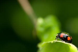 black, Ladybug