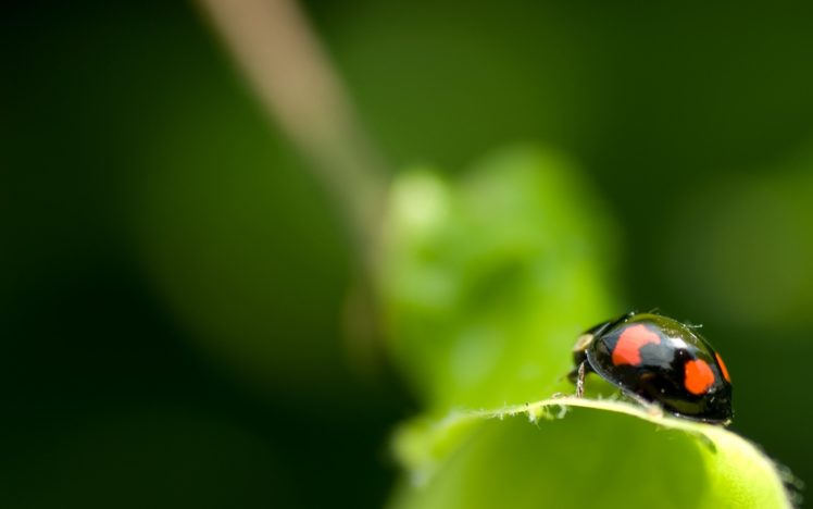 black, Ladybug HD Wallpaper Desktop Background