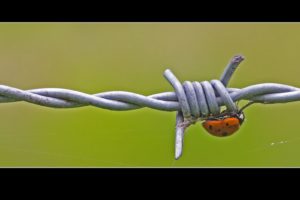 nature, Animals, Insects, Barbed, Wire, Ladybirds