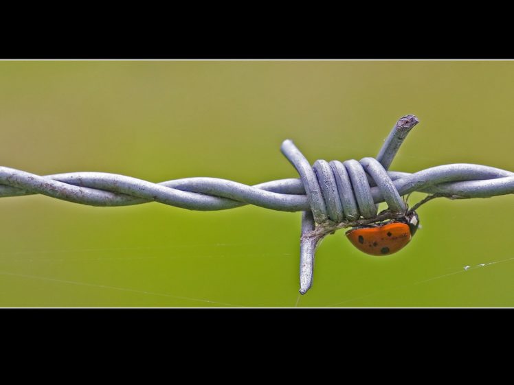 nature, Animals, Insects, Barbed, Wire, Ladybirds HD Wallpaper Desktop Background