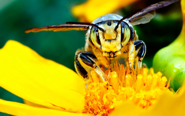 animals, Insects, Bee, Wasp, Bumble, Yellow, Flowers, Nature, Wings, Petals, Pollen HD Wallpaper Desktop Background