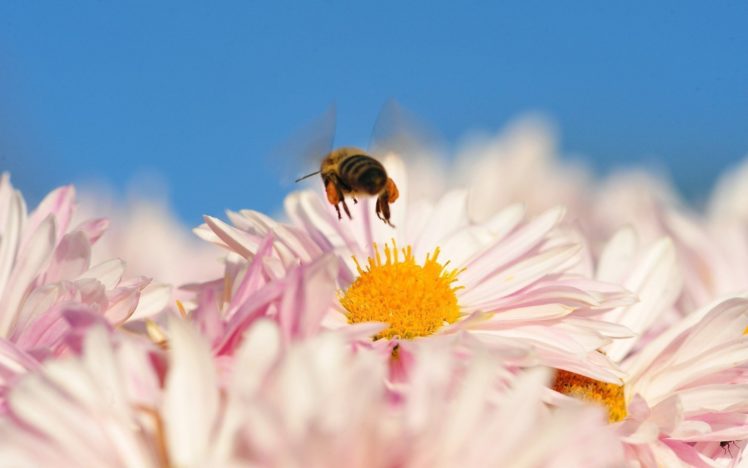 bees HD Wallpaper Desktop Background