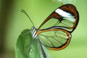 green, Nature, Insects, Glasswing, Butterfly, Butterflies