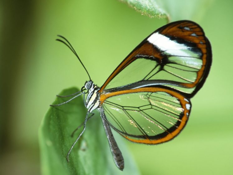 green, Nature, Insects, Glasswing, Butterfly, Butterflies HD Wallpaper Desktop Background