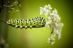 green, Caterpillar