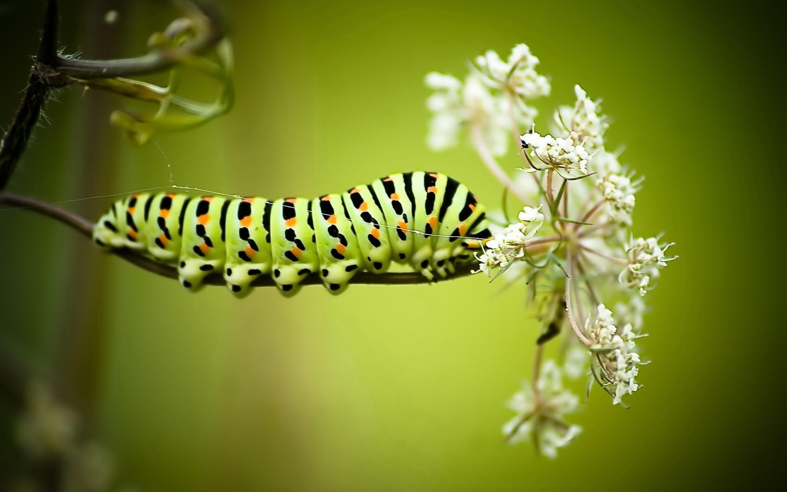 green, Caterpillar Wallpaper