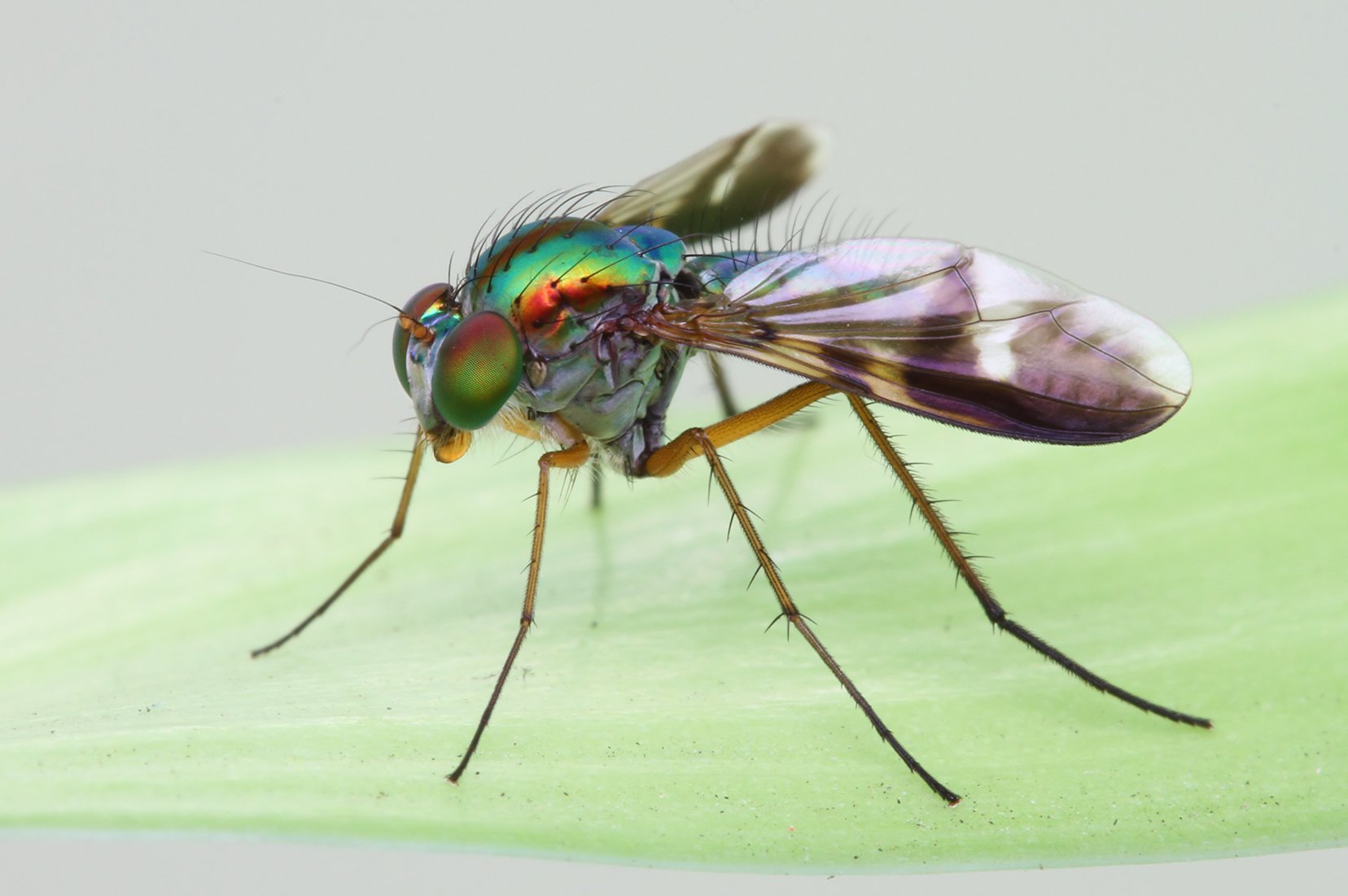 bug, Macro Wallpaper