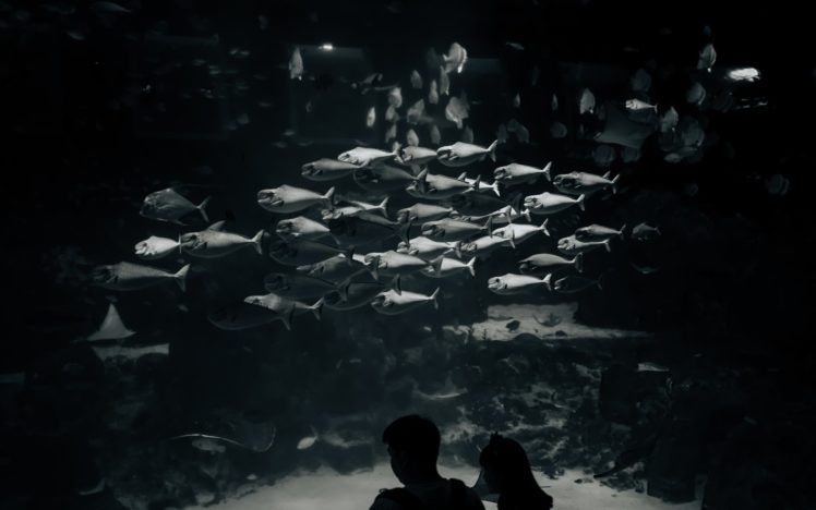 fish, Aquarium HD Wallpaper Desktop Background
