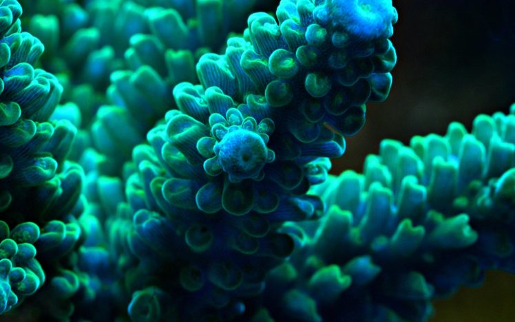 underwater, Green HD Wallpaper Desktop Background