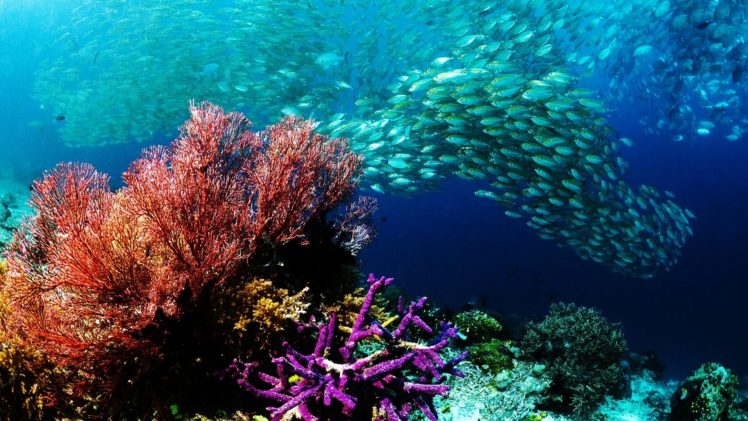 animals, Fishes, Underwater, Water, Ocean, Sea, Colors, School, Swim, Reef, Life, Nature, Detail, Photography HD Wallpaper Desktop Background