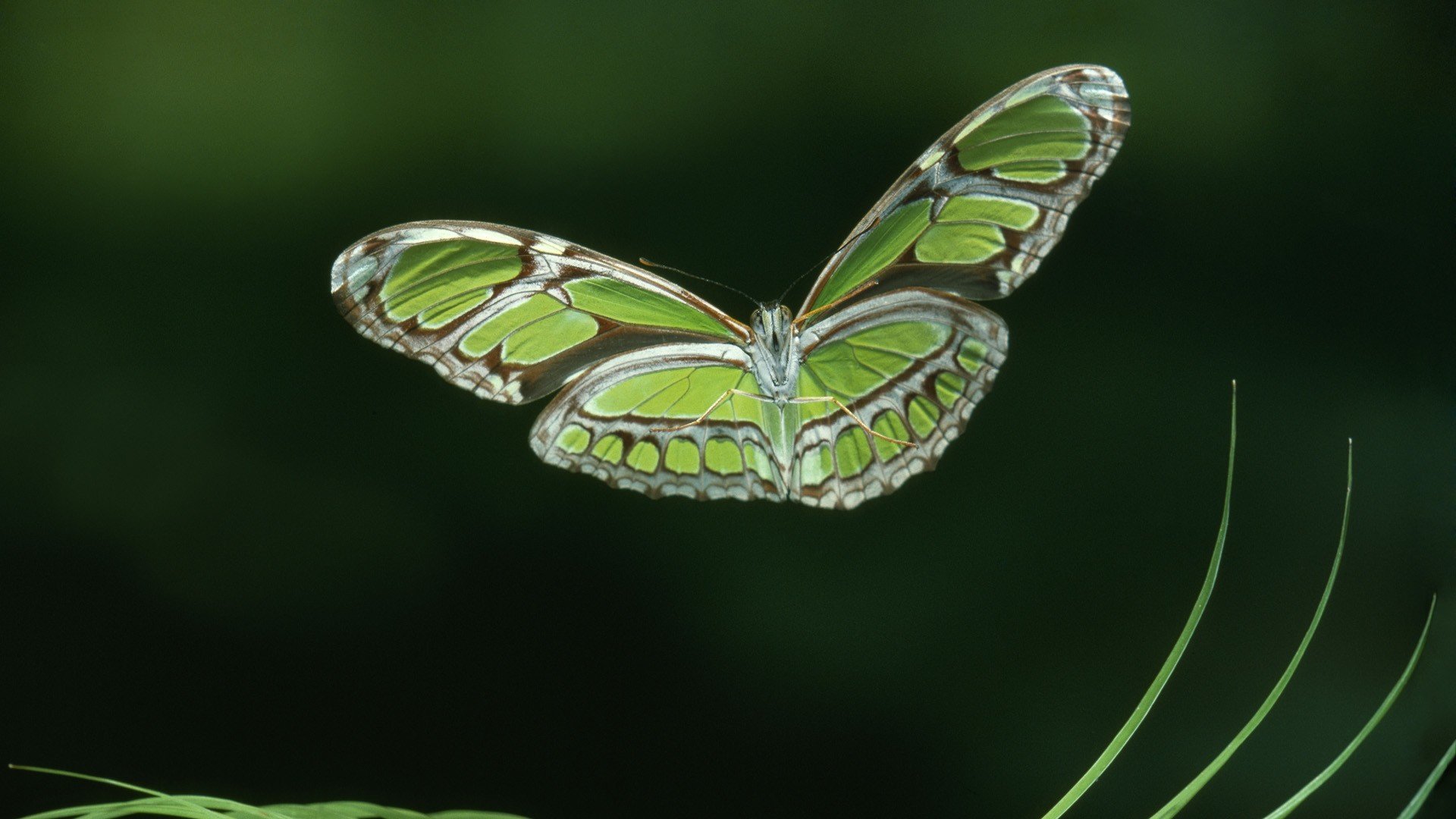 butterflies Wallpaper