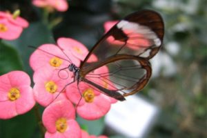 glasswing, Butterfly, Butterflies