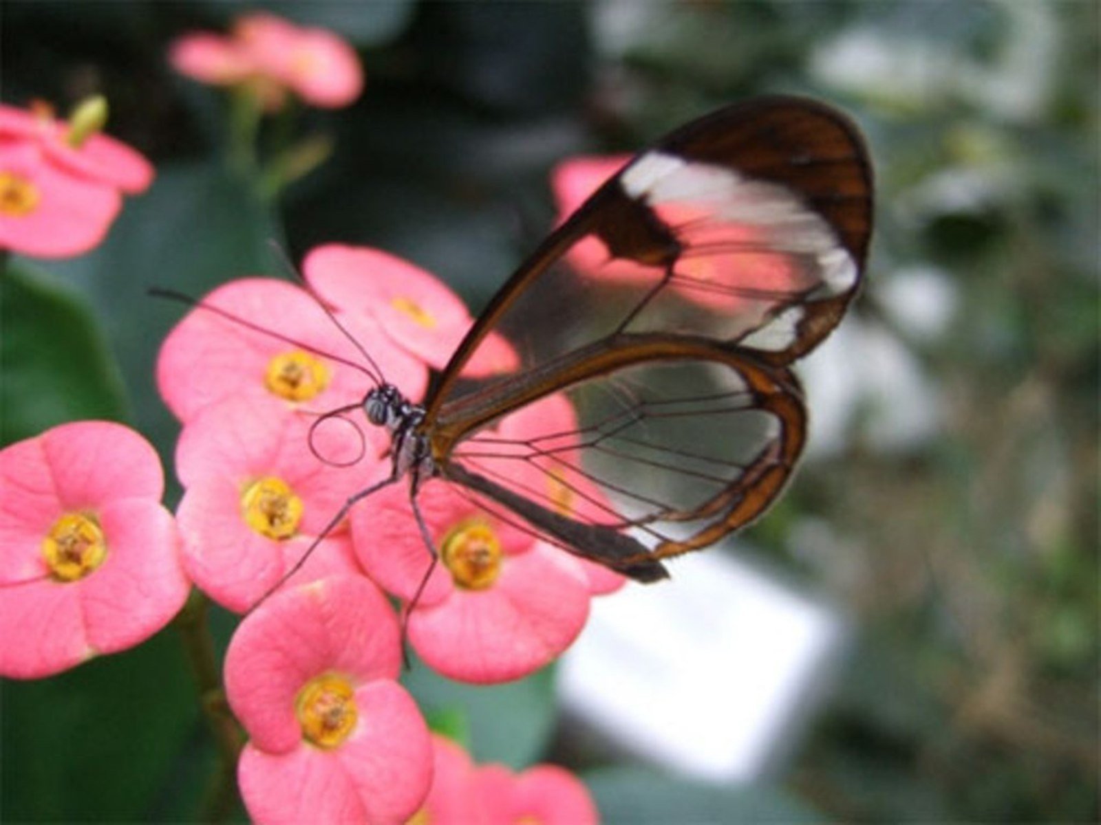 glasswing, Butterfly, Butterflies Wallpaper