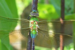 nature, Insects, Dragonflies