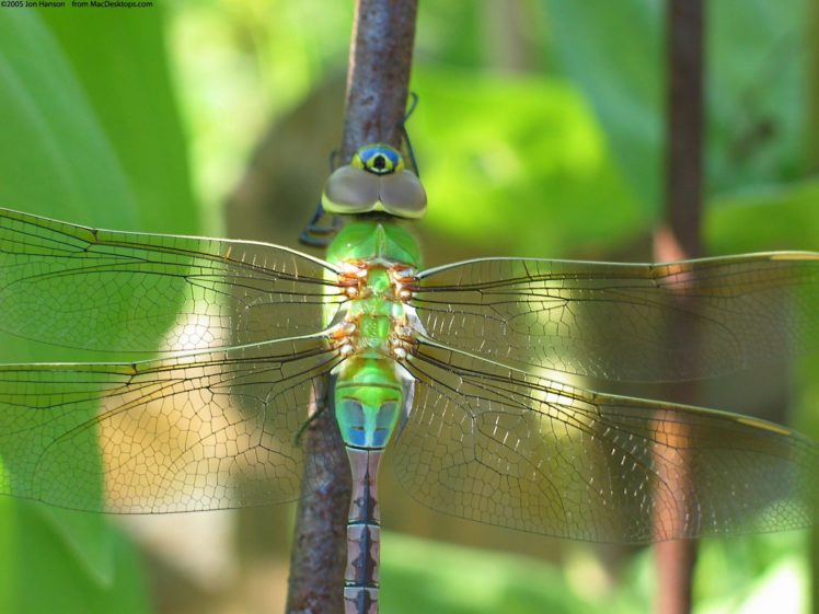 nature, Insects, Dragonflies HD Wallpaper Desktop Background