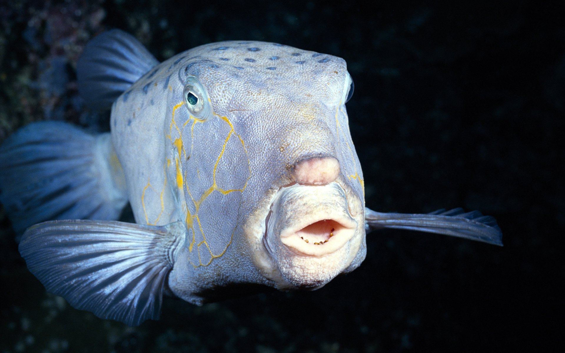 fish Wallpaper