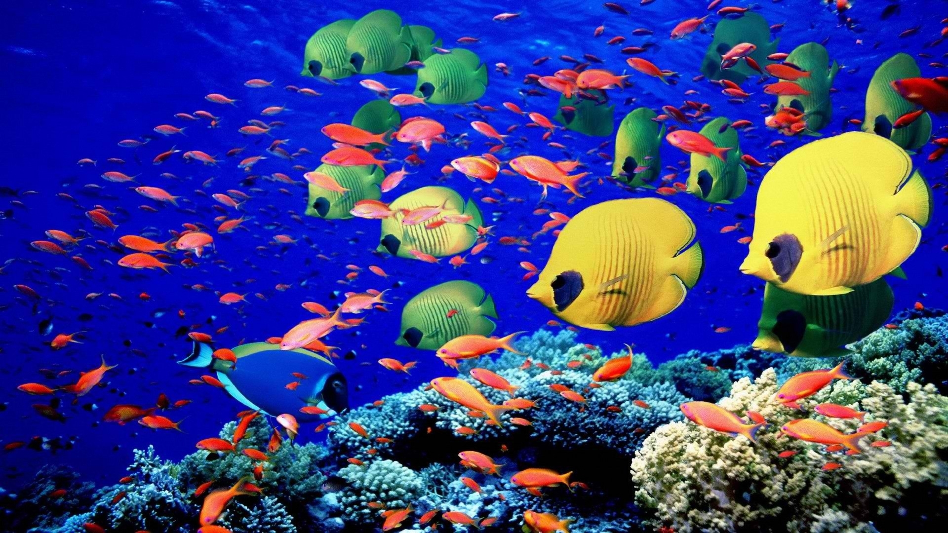 animals, Fishes, Underwater, Swim, Coral, Reef, Colors, Bright, Sea, Life Wallpaper