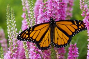 canada, Plants, Monarch, Butterflies
