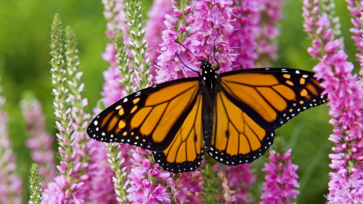 canada, Plants, Monarch, Butterflies HD Wallpaper Desktop Background