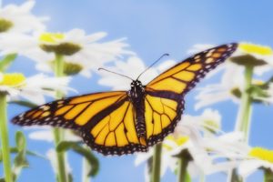 monarch, Butterflies