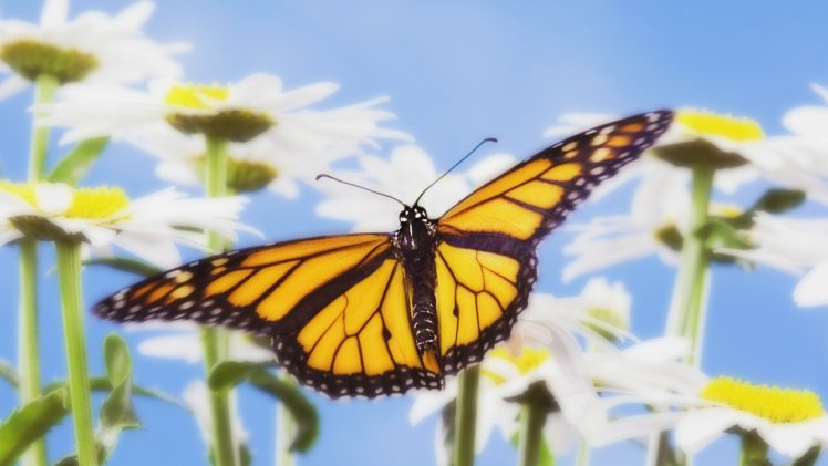 monarch, Butterflies HD Wallpaper Desktop Background