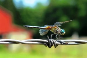 animals, Insects, Dragonflies