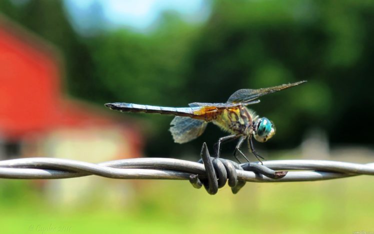 animals, Insects, Dragonflies HD Wallpaper Desktop Background