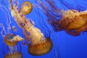 ocean, Jellyfish