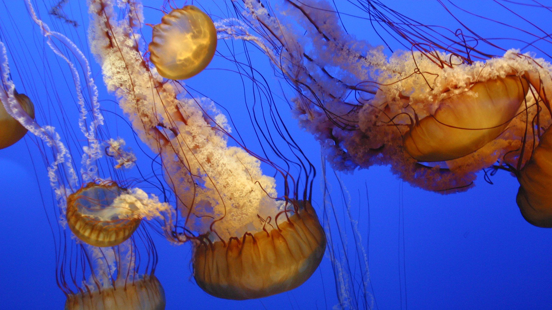 ocean, Jellyfish Wallpaper
