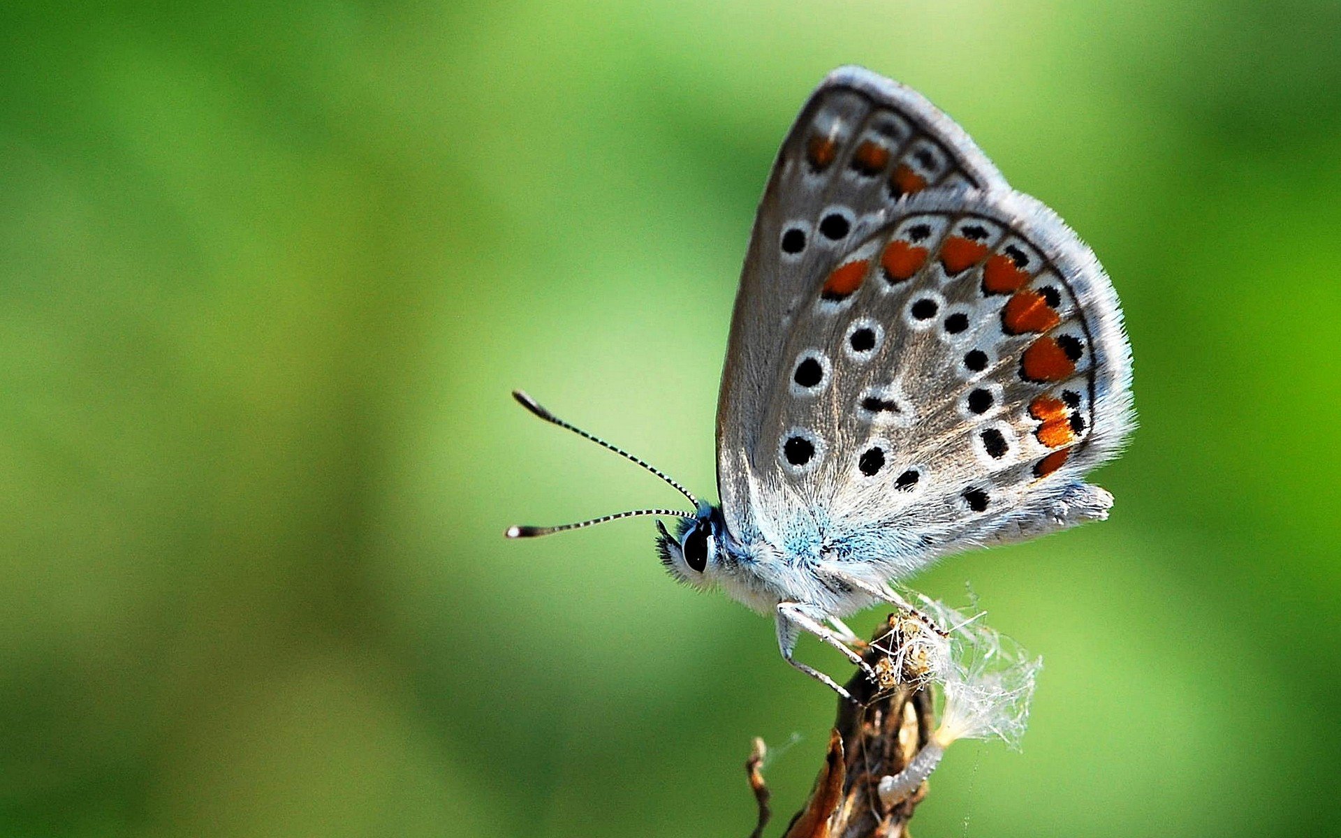 insects, Butterflies Wallpaper