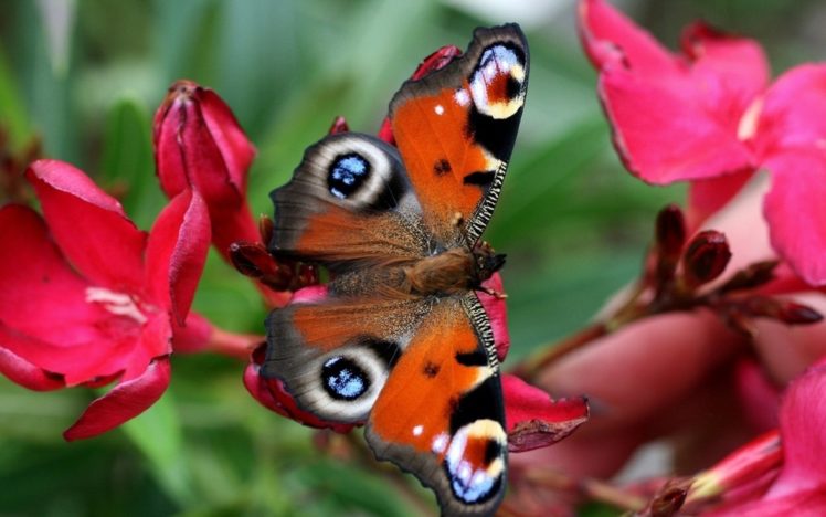 animals, Butterflies HD Wallpaper Desktop Background