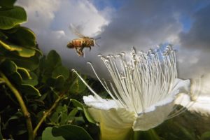national, Geographic, Bees
