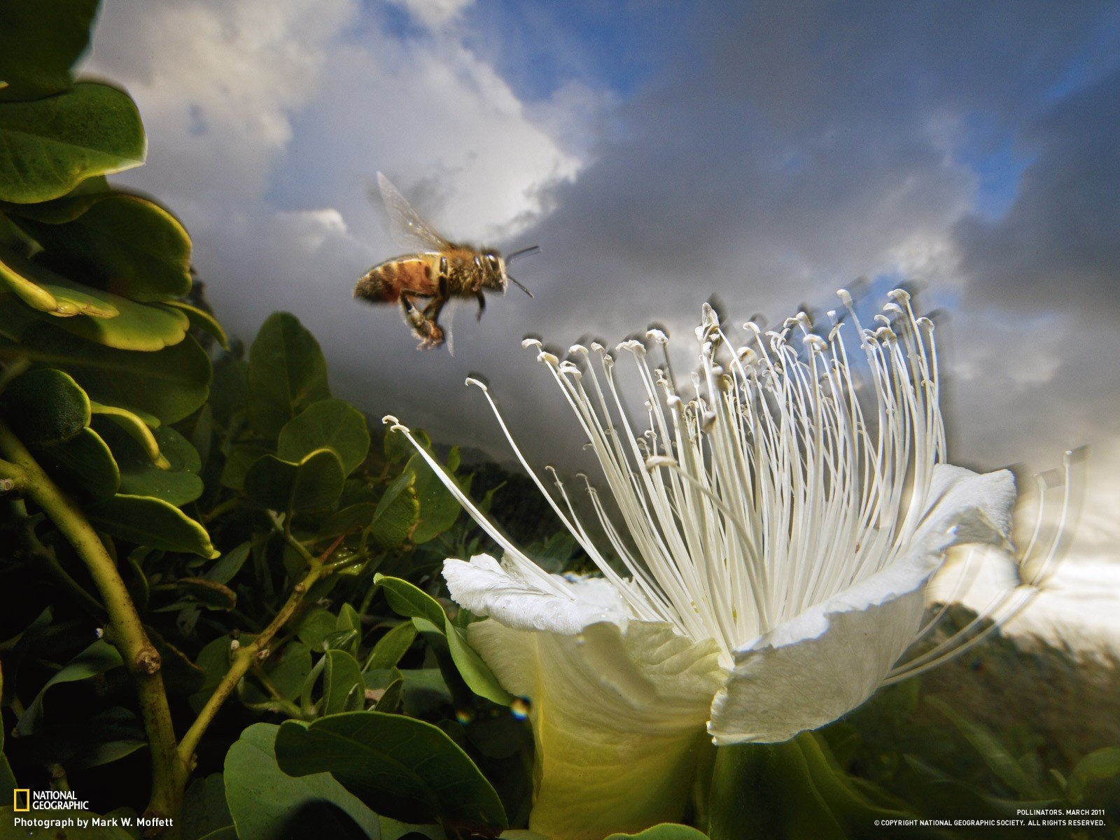national, Geographic, Bees Wallpaper