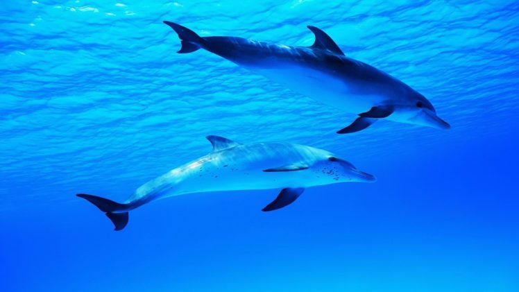 water, Animals, Dolphins HD Wallpaper Desktop Background