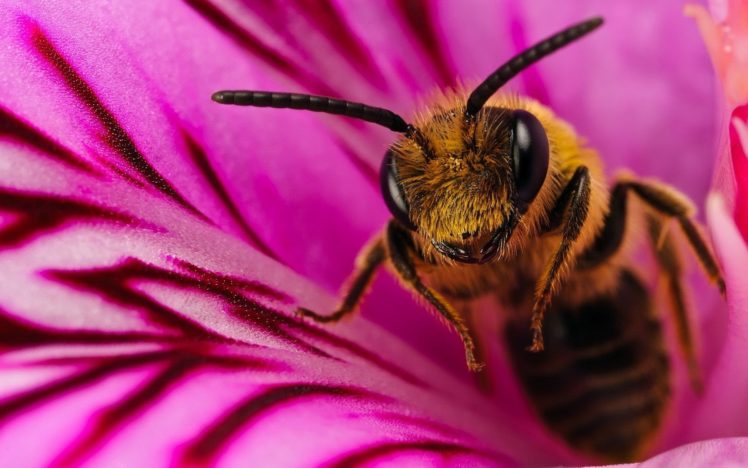 nature, Insects, Bees HD Wallpaper Desktop Background