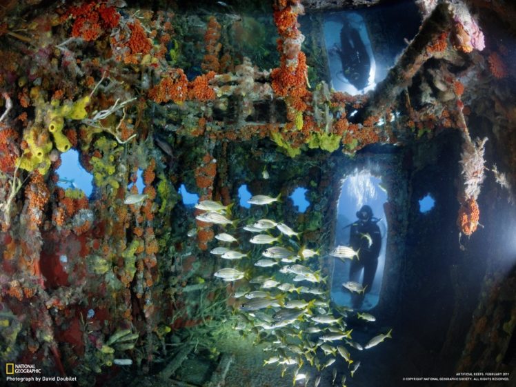 national, Geographic, Underwater HD Wallpaper Desktop Background