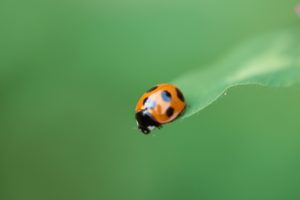 animals, Insects, Bugs, Ladybirds