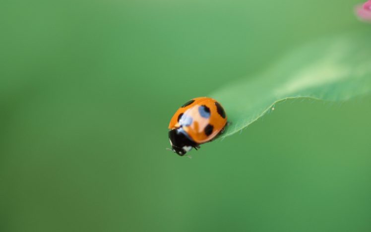 animals, Insects, Bugs, Ladybirds HD Wallpaper Desktop Background