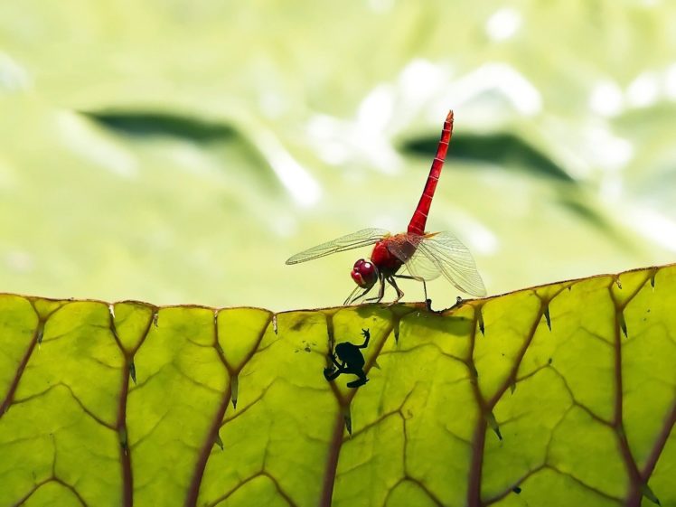 green, Nature, Leaves, Macro, Dragonflies HD Wallpaper Desktop Background