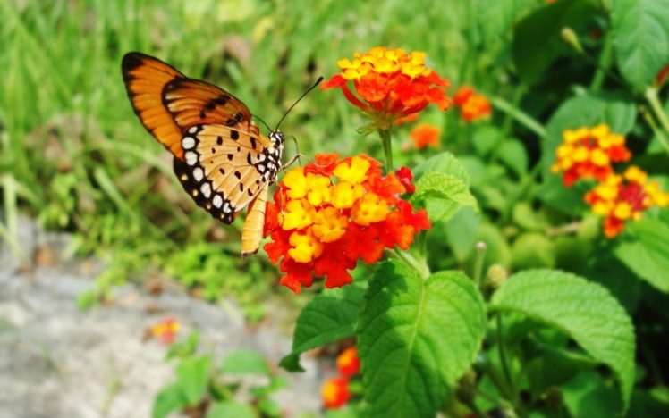 nature, Freedom, Flowers, Butterflies HD Wallpaper Desktop Background