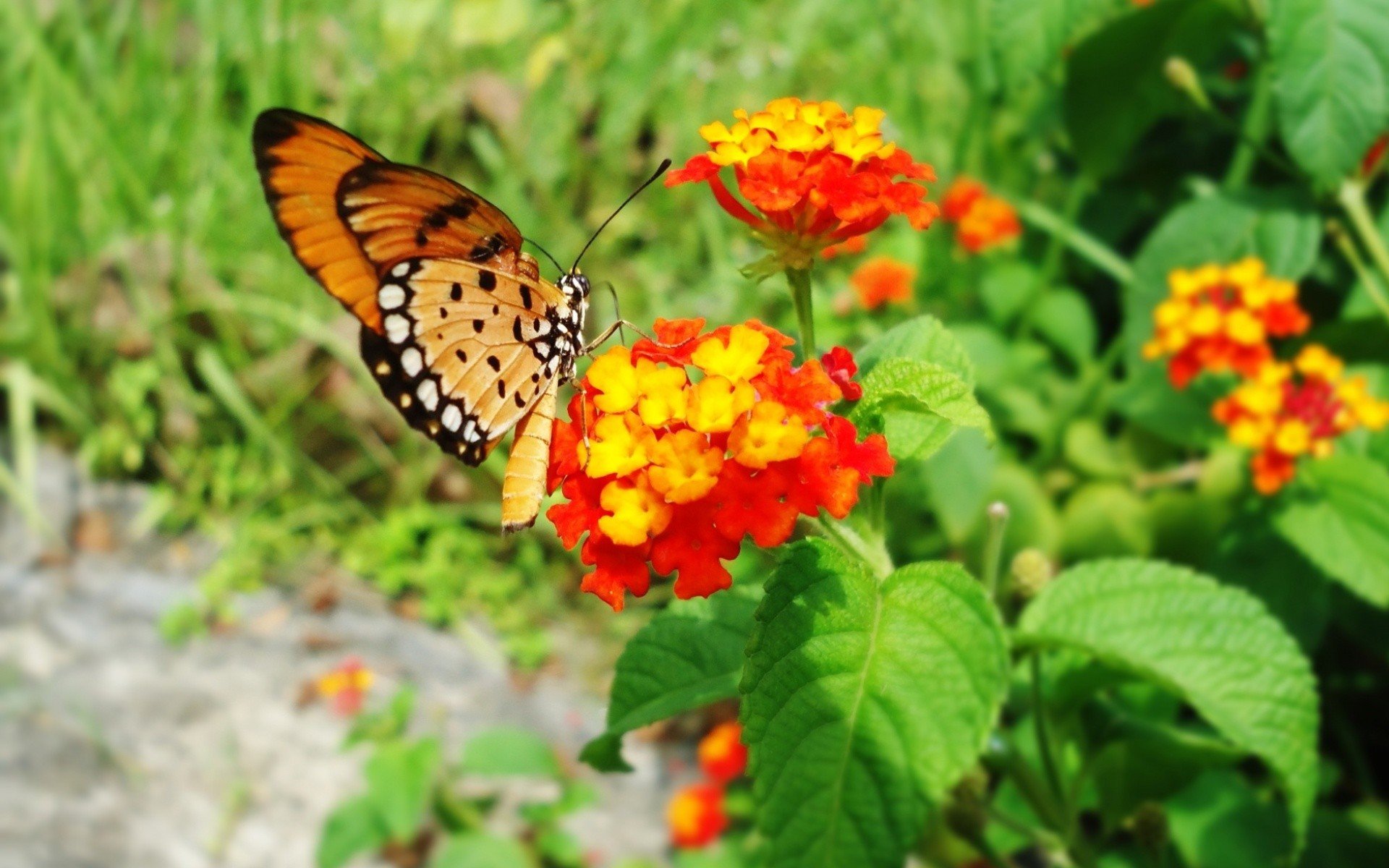 nature, Freedom, Flowers, Butterflies Wallpaper