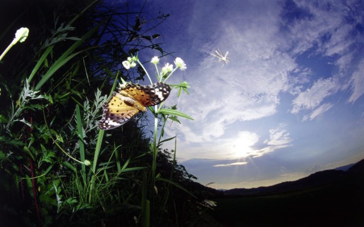 nature, Painted, Butterflies HD Wallpaper Desktop Background