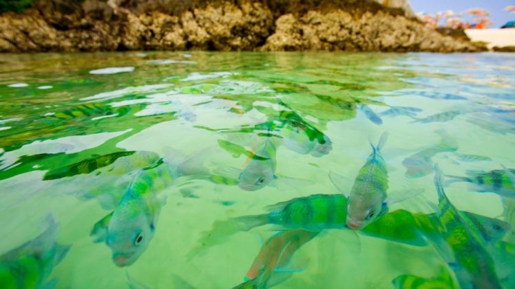 green, Water, Fish, Underwater HD Wallpaper Desktop Background