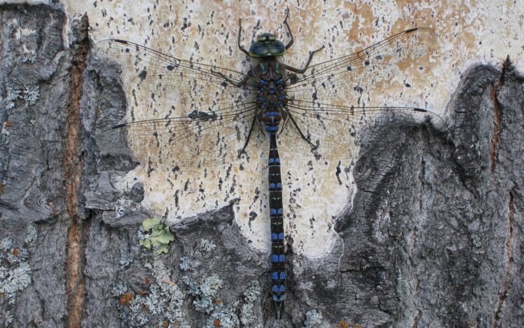 bug, Dragonflies HD Wallpaper Desktop Background