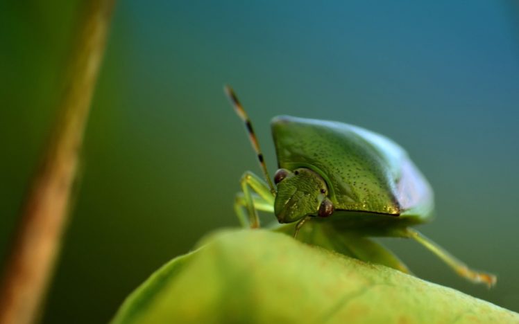 nature, Insects, Beetles, Bugs HD Wallpaper Desktop Background