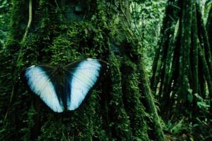 nature, Trees, Insects, Moss, Bolivia, Butterflies