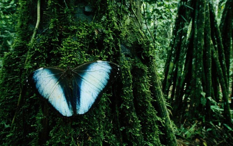 nature, Trees, Insects, Moss, Bolivia, Butterflies HD Wallpaper Desktop Background